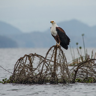 Lake Naivasha - Fish eagle